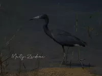 Kleine blauwe reiger [Egretta caerulea]